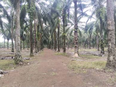 Agricultural-Land-for-sale-Sungai-Siput-Perak