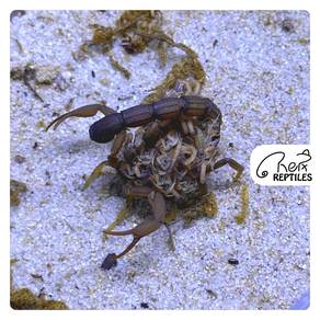 Hottentotta Hottentotta | Alligator back Scorpion