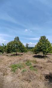 Durian Orchard in Raub 19 acres