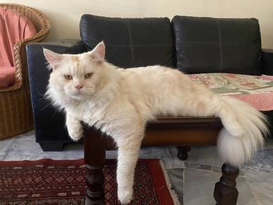 Mating Or Mengawan Pure Male Mainecon Cat