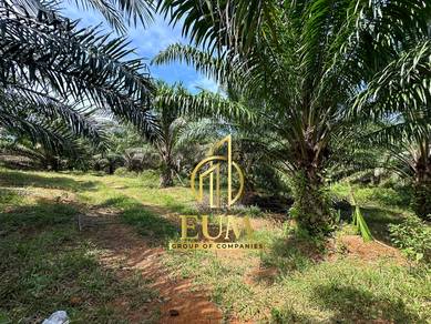 Cheap Freehold Agricultural Land with Oil Palm Trees Alor Gajah