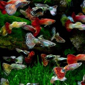 Guppy Mix 8 ekor