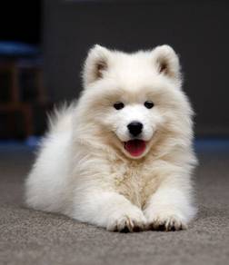 Special offer 3month Quality Samoyed available