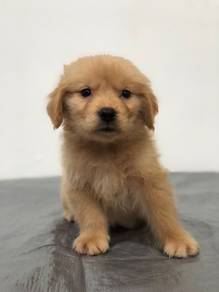 Golden retriever male female mka puppy