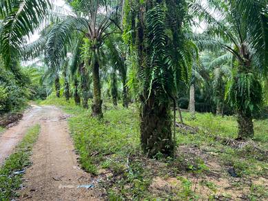 Strategic & Ideal Agriculture Land for Sale in Springhill Port Dickson