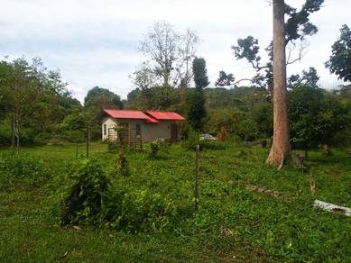 1.48 acres Durian Farm at Kg. Tat Sega, Raub, Pahang