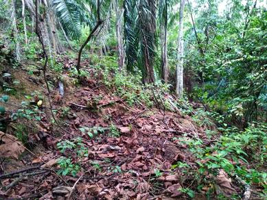 1 acres Orchard Land at Pedas Fruits Park, Kg. Kindur Hulu