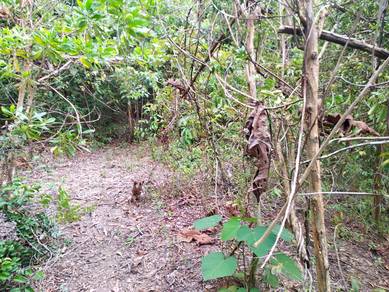 1 acres Orchard Land at Pedas Fruits Park, Kg. Kindur Hulu
