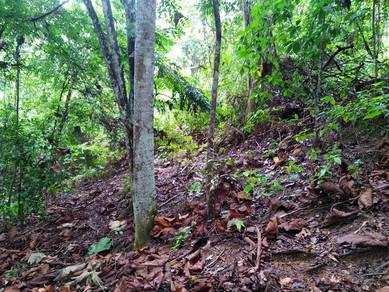 1 acres Orchard Land at Pedas Fruits Park, Kg. Kindur Hulu