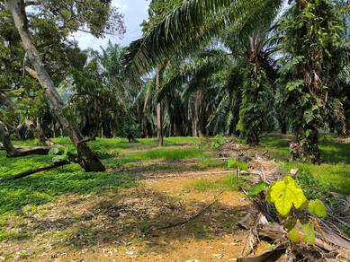 5 acres Agri Land at Pasir Panjang, Port Dickson, Negeri Sembilan