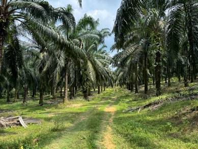 Agriculture Land For Sale At Ulu Rokan,Dangi,Kuala Pilah,N.Sembilan