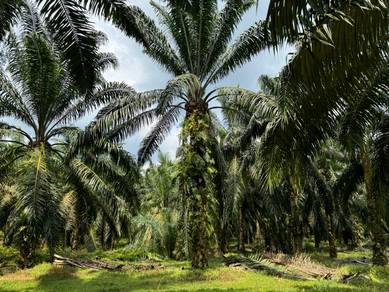 Agriculture Land For Sale At Ulu Rokan,Dangi,Kuala Pilah,N.Sembilan
