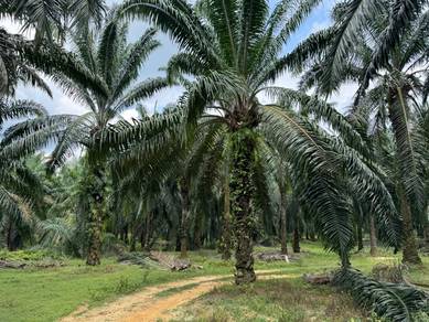 Agriculture Land For Sale At Ulu Rokan,Dangi,Kuala Pilah,N.Sembilan