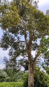 Agricultural-Land-for-sale-Lanchang-Pahang