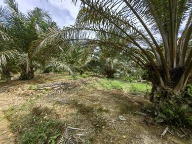 Agricultural-Land-for-sale-Kuala-Lipis-Pahang