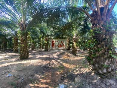Agriculture Land For Sale @ Bukit Sumoh, Rompin (For investment)