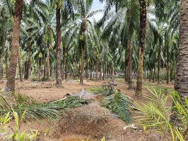 Perak 940 Acres Freehold Agriculture Oil Palm Land