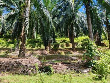 Agricultural-Land-for-sale-Sungai-Petani-Kedah