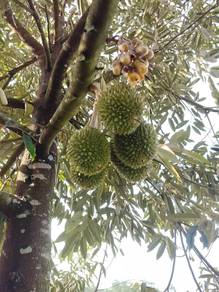 Agricultural-Land-for-sale-Bentong-Pahang