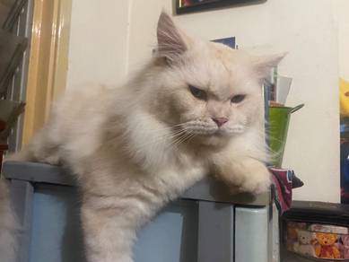 Pure Mainecoon Male Cat For Mating or Mengawan