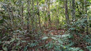 Agricultural-Land-for-sale-Slim-River-Perak