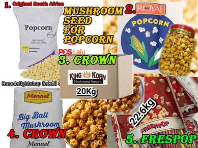 Seed Mushroom Popcorn Bulat Besar
