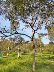 Dengkil Durian Agricultural Land 3.3 Acre , Selangor