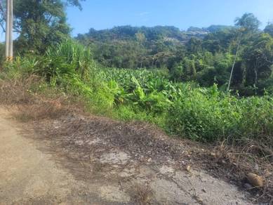 Agricultural-Land-for-rent-Alor-Gajah-Melaka