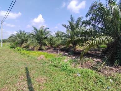 Agricultural-Land-for-sale-Kuala-Langat-Selangor