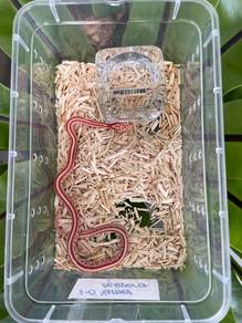 amel tessera corn snake ular boleh delivery