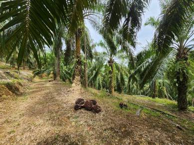 Agricultural-Land-for-sale-Kuala-Lipis-Pahang