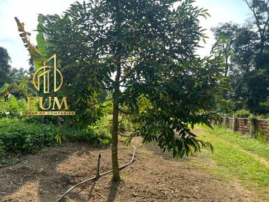 Freehold 5 acres Agricultural Land With Durian Trees at Jasin For Sale