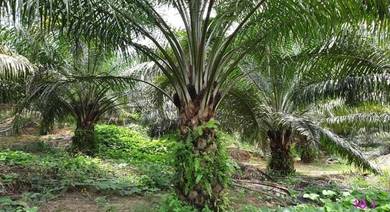Agricultural-Land-for-sale-Sungai-Siput-Perak