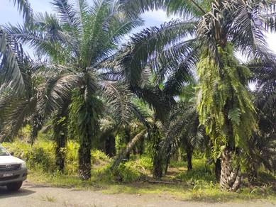 Ulu Segama, Lahad Datu, CL Land, Agriculture Land, 385 Arces