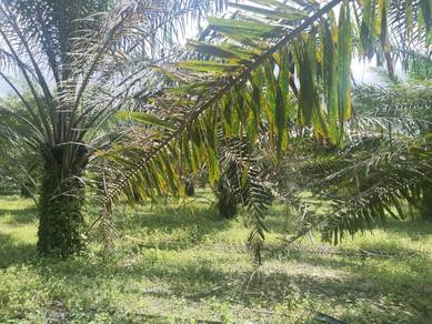 Agricultural-Land-for-sale-Batu-Gajah-Perak