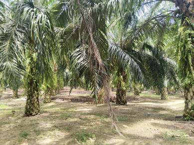 Agricultural-Land-for-sale-Sungai-Siput-Perak
