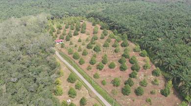 Agricultural-Land-for-sale-Raub-Pahang