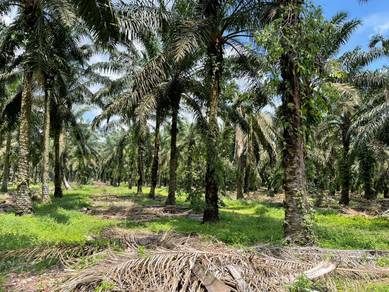 Agricultural Land Parit Ismail Sri Bengkal Batu Pahat