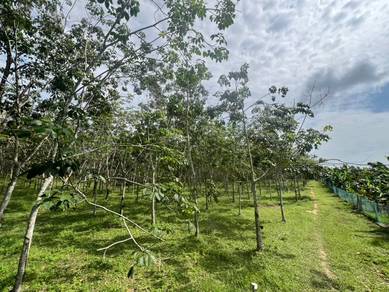 11.17 acres Agricultural Land at Machap Alor Gajah For Sale Cheap Land