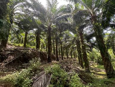 Freehold Agricultural Land With Oil Palm Trees at Alor Gajah For Sale