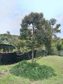 Tanah kebun Rezab Melayu 4.2 ekar tepi jalan utama area Tampin