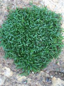 Cow grass rumput