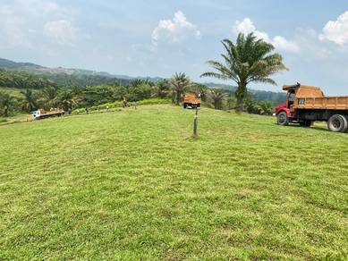 Cow grass rumput
