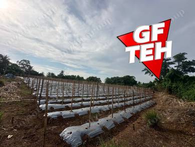 Agricultural-Land-for-sale-Sungai-Lalang-Kedah