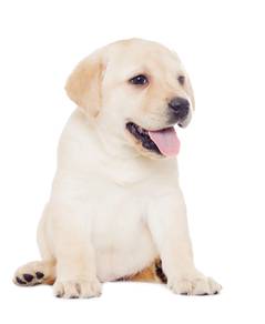 Special offfer cream labrador MKA 2month