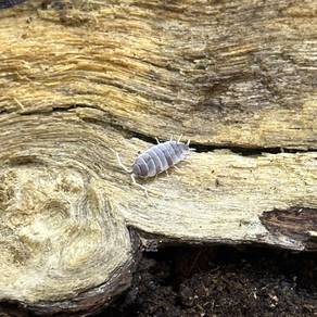 Porcellionides Pruinosus "Red Koi" Isopod