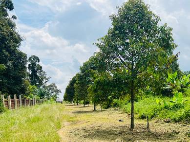 Durian Farm Freehold for kesang / durian tunggal pajak melaka