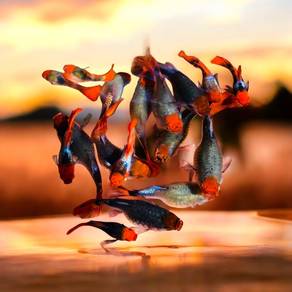 Koi Guppy Murah2