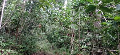 Agricultural-Land-for-sale-Slim-River-Perak