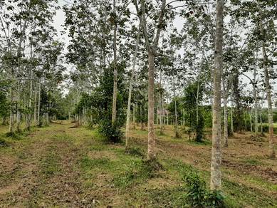 Agricultural-Land-for-sale-Pokok-Sena-Kedah